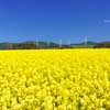 青森　横浜町の菜の花