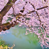 弘前公園の桜