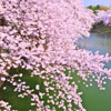 弘前公園の桜